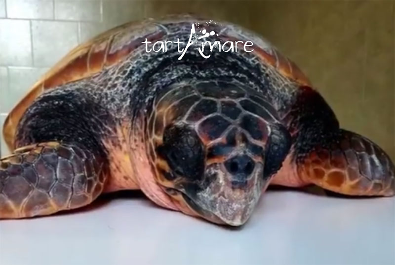 Dove si curano le tartarughe marine