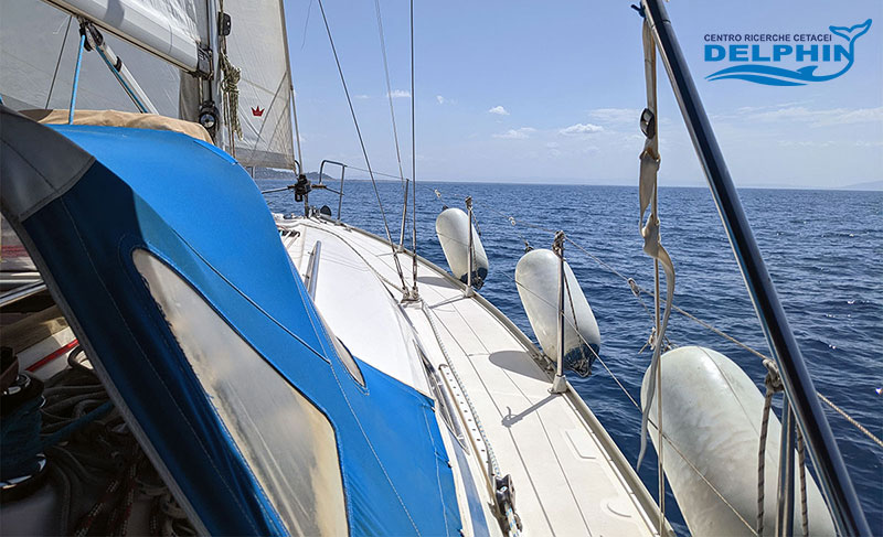 Avvistamenti in Barca a Vela