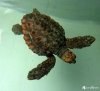 Sea Turtle Week – Pepita