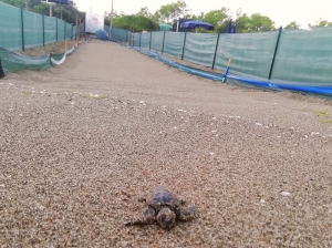 Stagione riproduttiva 2019 di Caretta caretta in Toscana