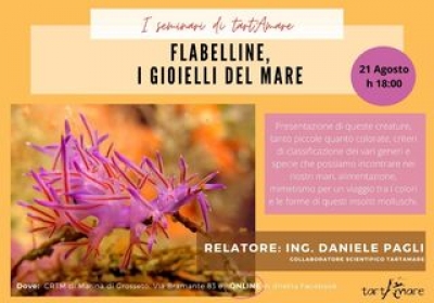 I Seminari di tartAmare: &quot;Flabelline, i gioielli del mare&quot;