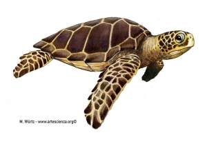 Caretta caretta