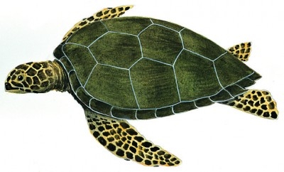 Chelonia mydas