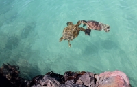 Il San Valentino delle Tartarughe Marine