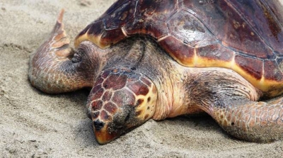 TartAmare: a Marina le tartarughe trovano una casa